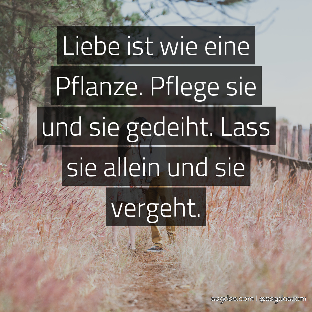 Spruch Liebe ist wie eine Pflanze. Pflege sie und sie sagdas