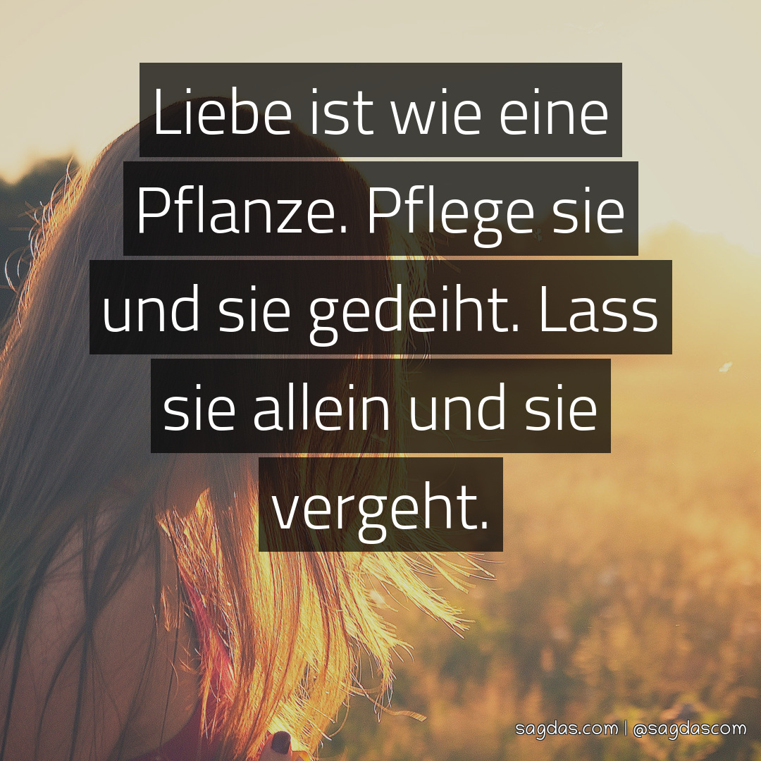 Spruch Liebe ist wie eine Pflanze. Pflege sie und sie sagdas